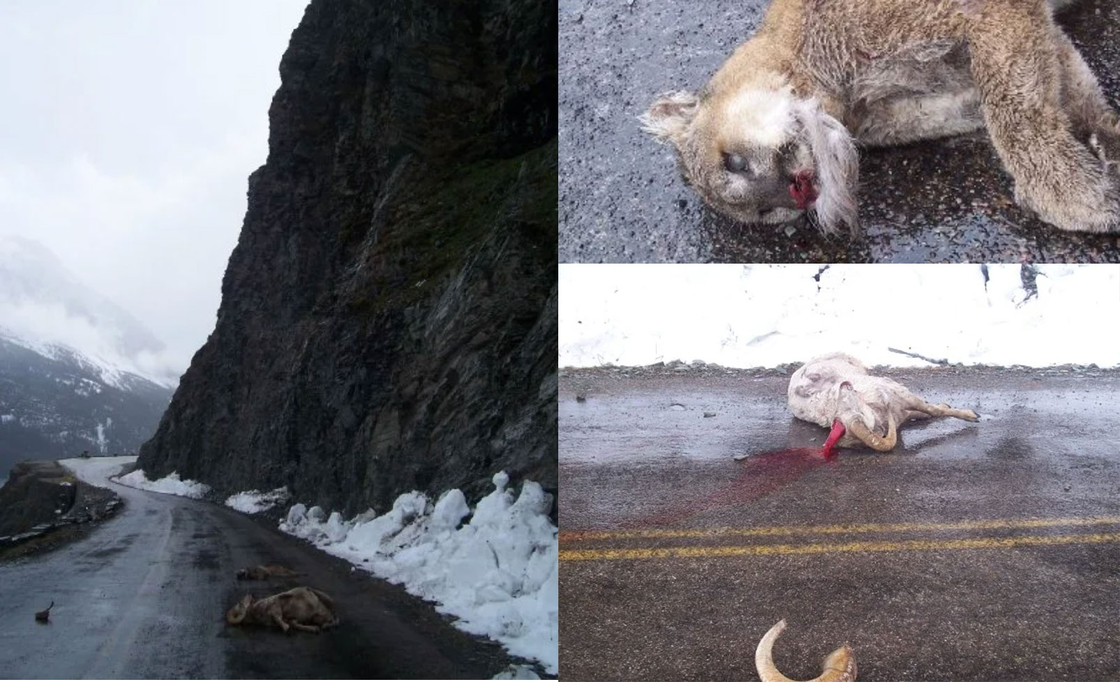 cougar and sheep fall to their deaths