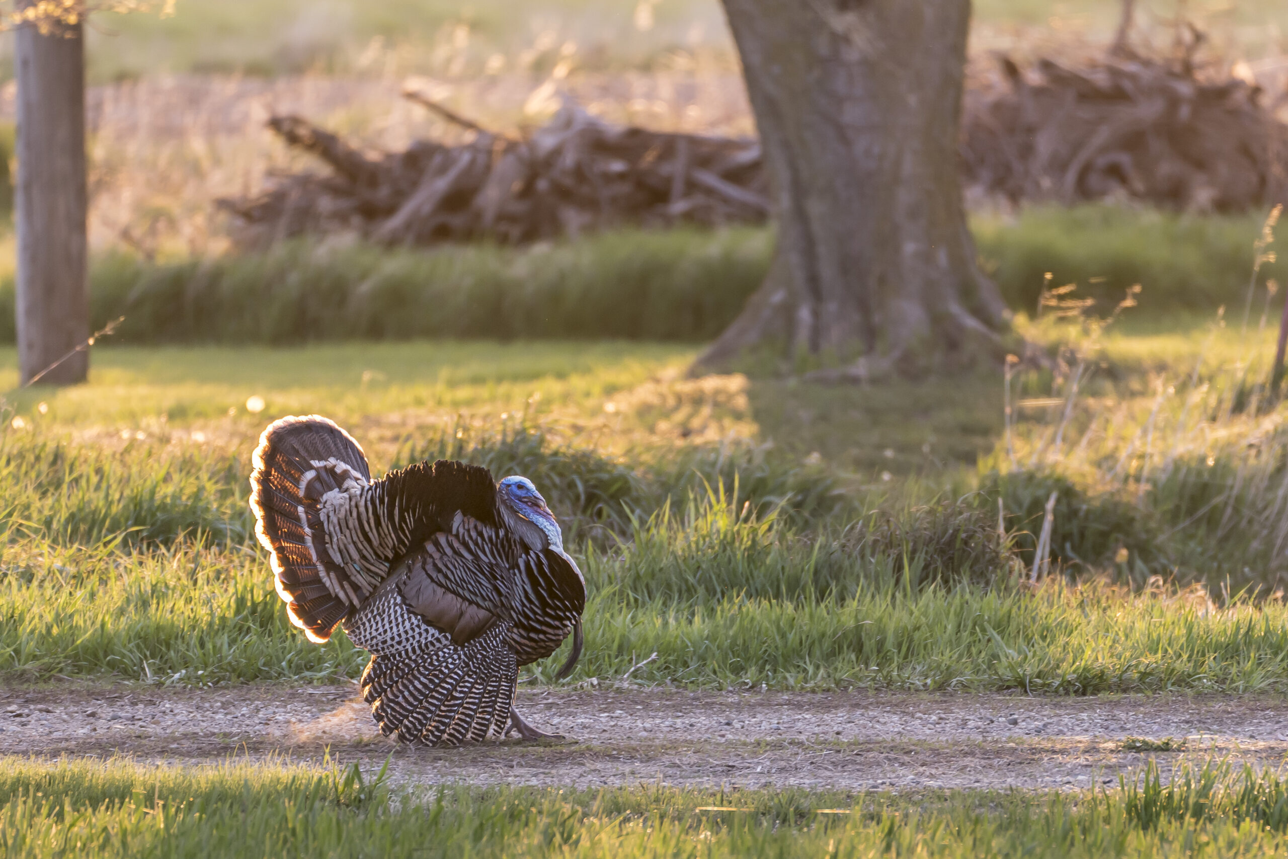 A strutting turkey.