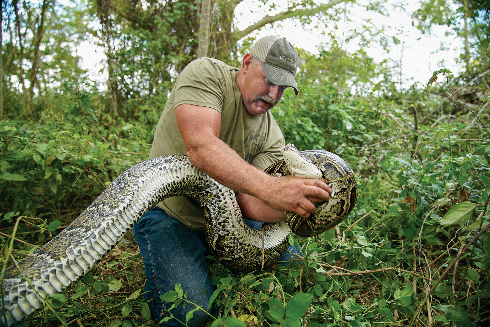 A hunter wrestles a giant invasive Burmese python.