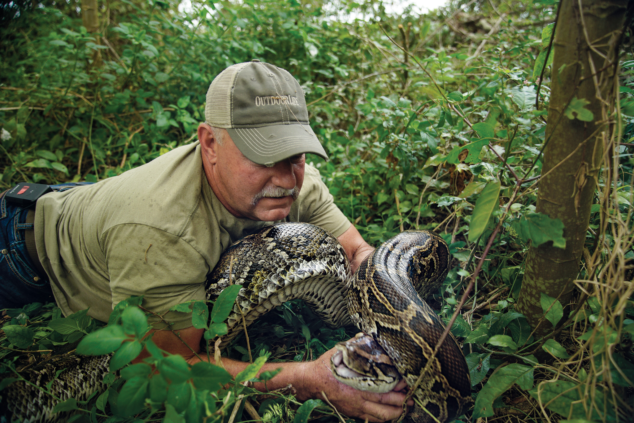 A hunter grabs a python.