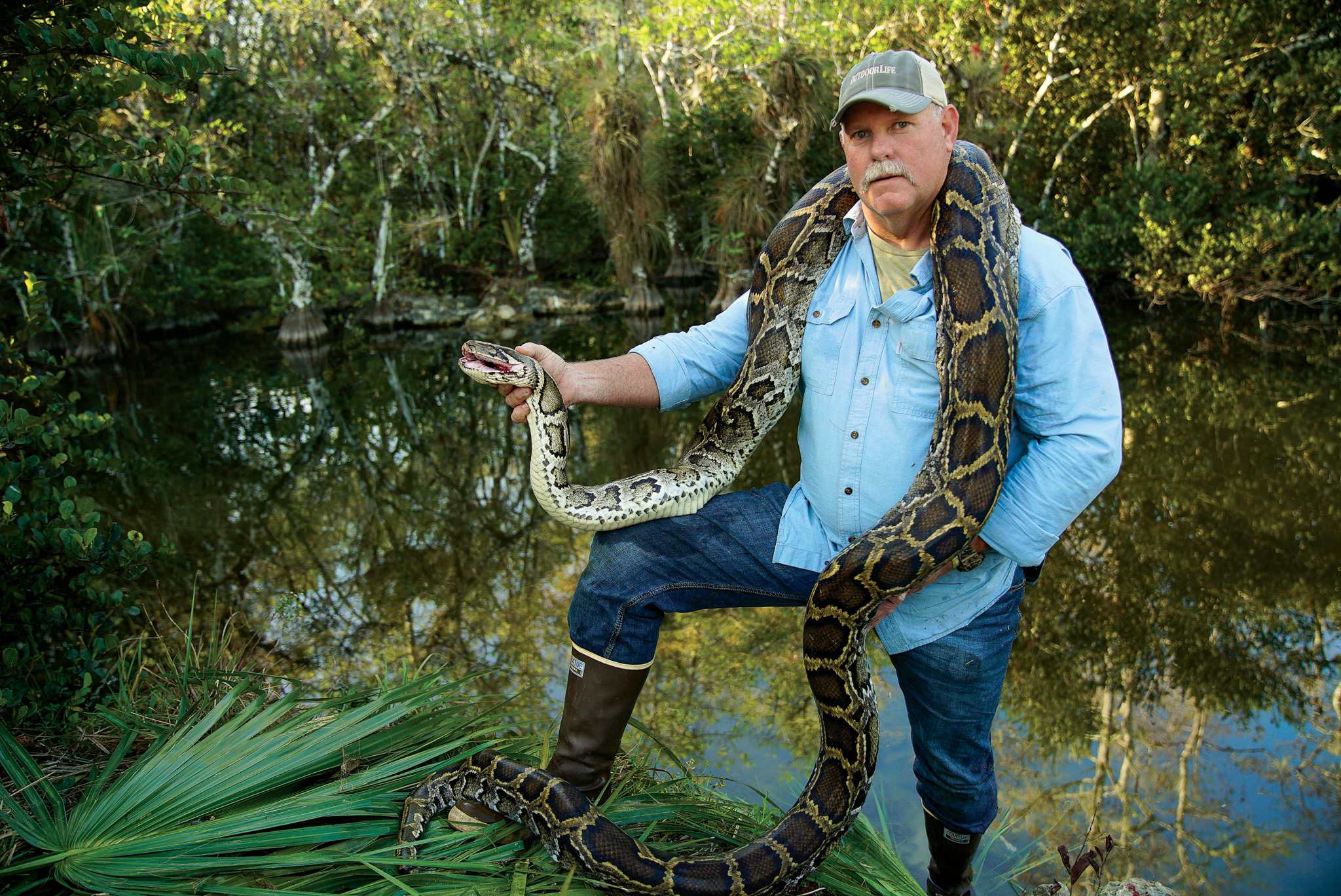 A hunter holds up a dead Burmese python in Florida.