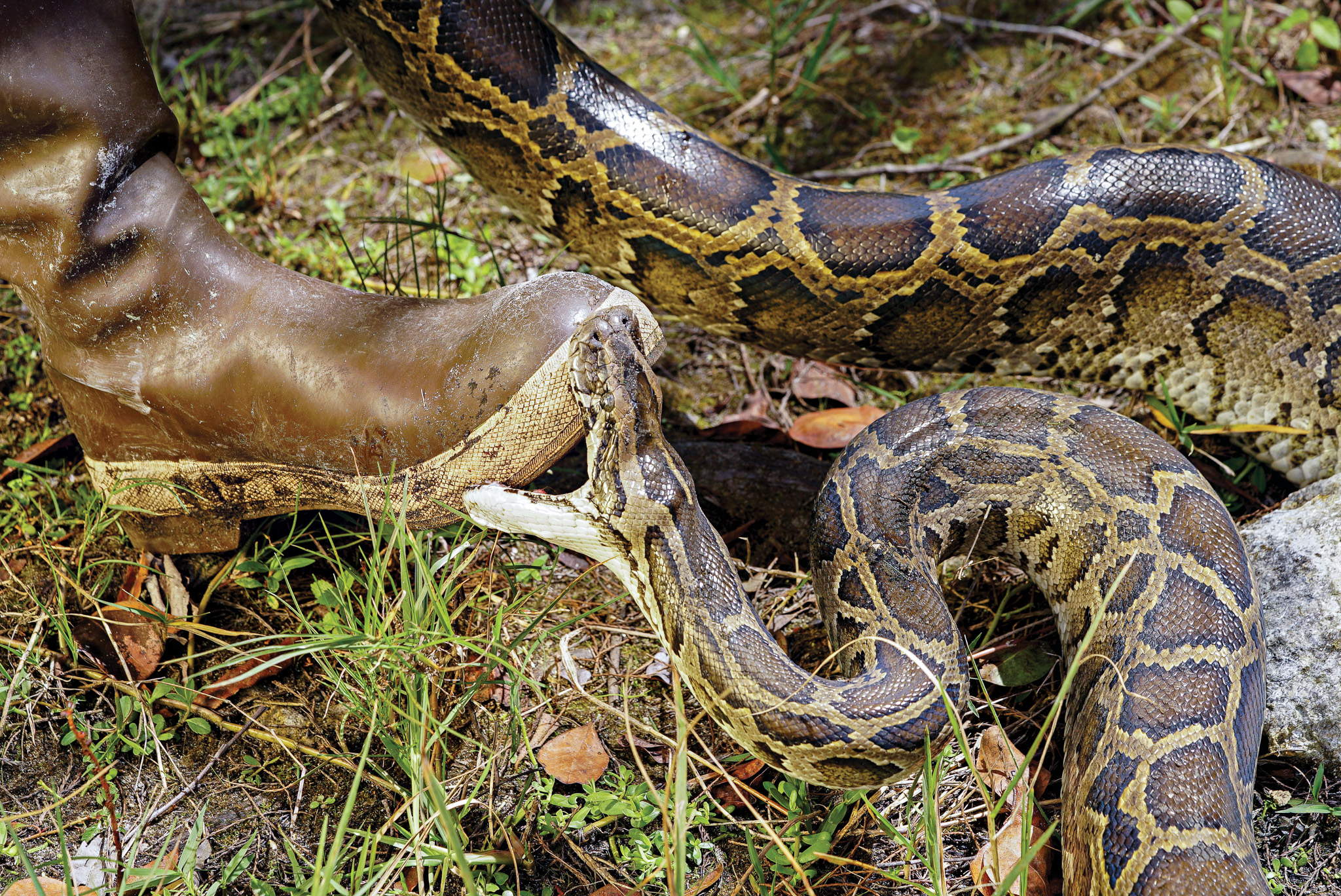 A small python in Florida bites a boot.