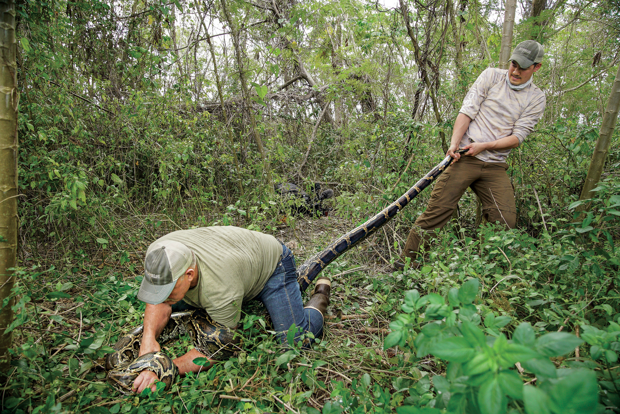 Two hunters control a giant Burmese python.