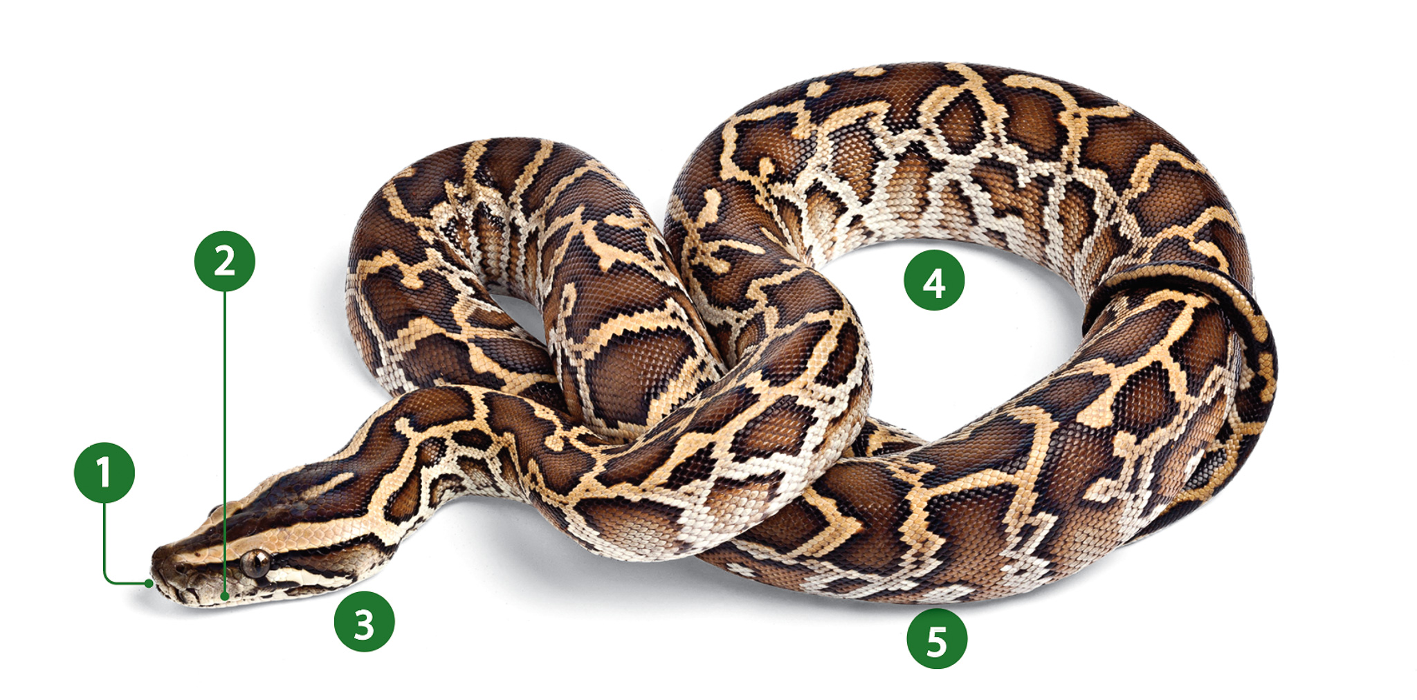 Identifying characteristics of a Burmese python.