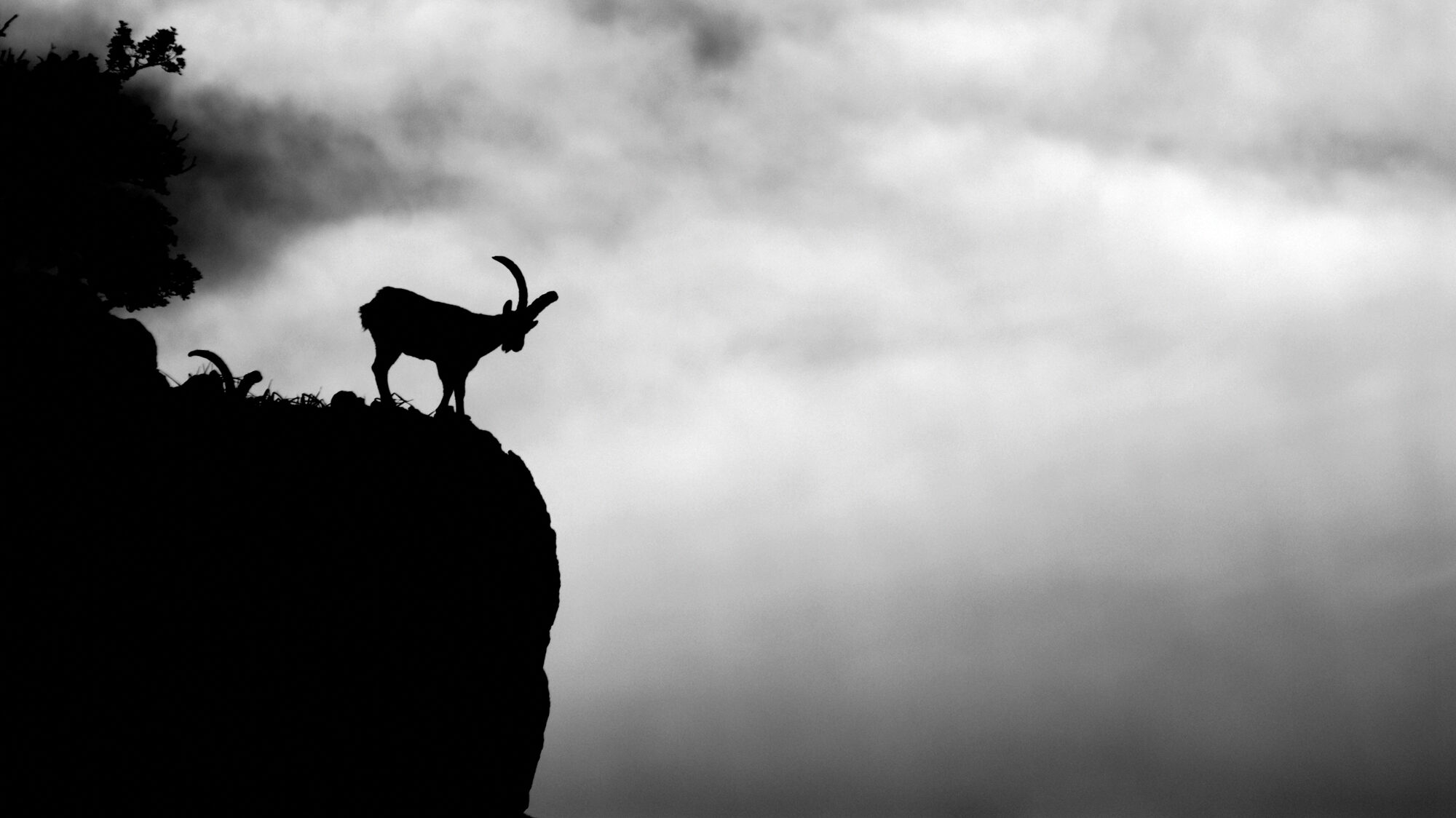 A silhouetted Spanish ibex stands on a cliff edge.