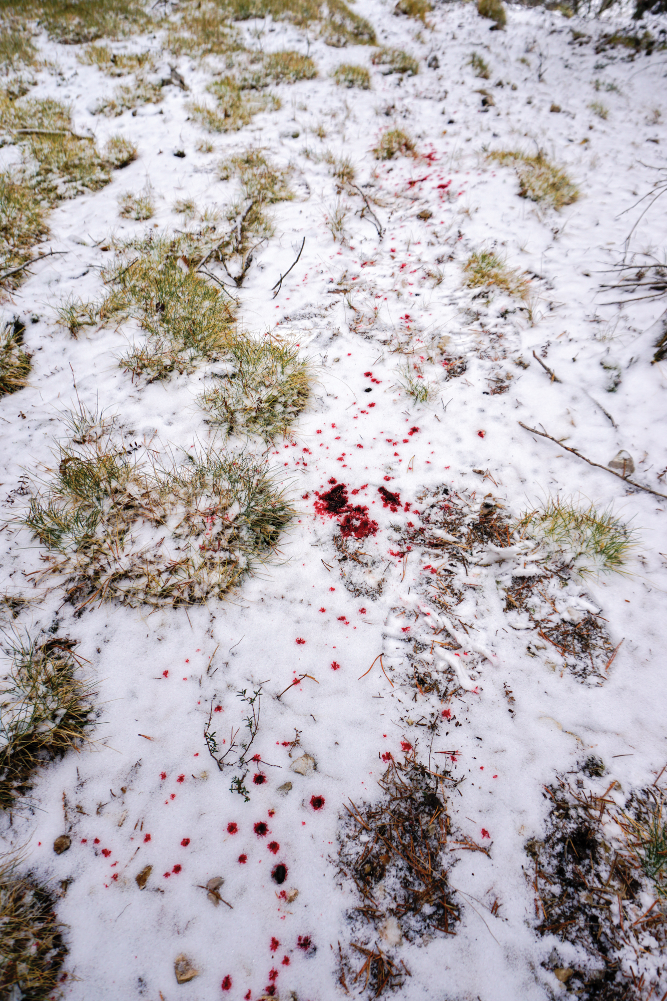 A blood trail in the snow of the Spanish mountains.