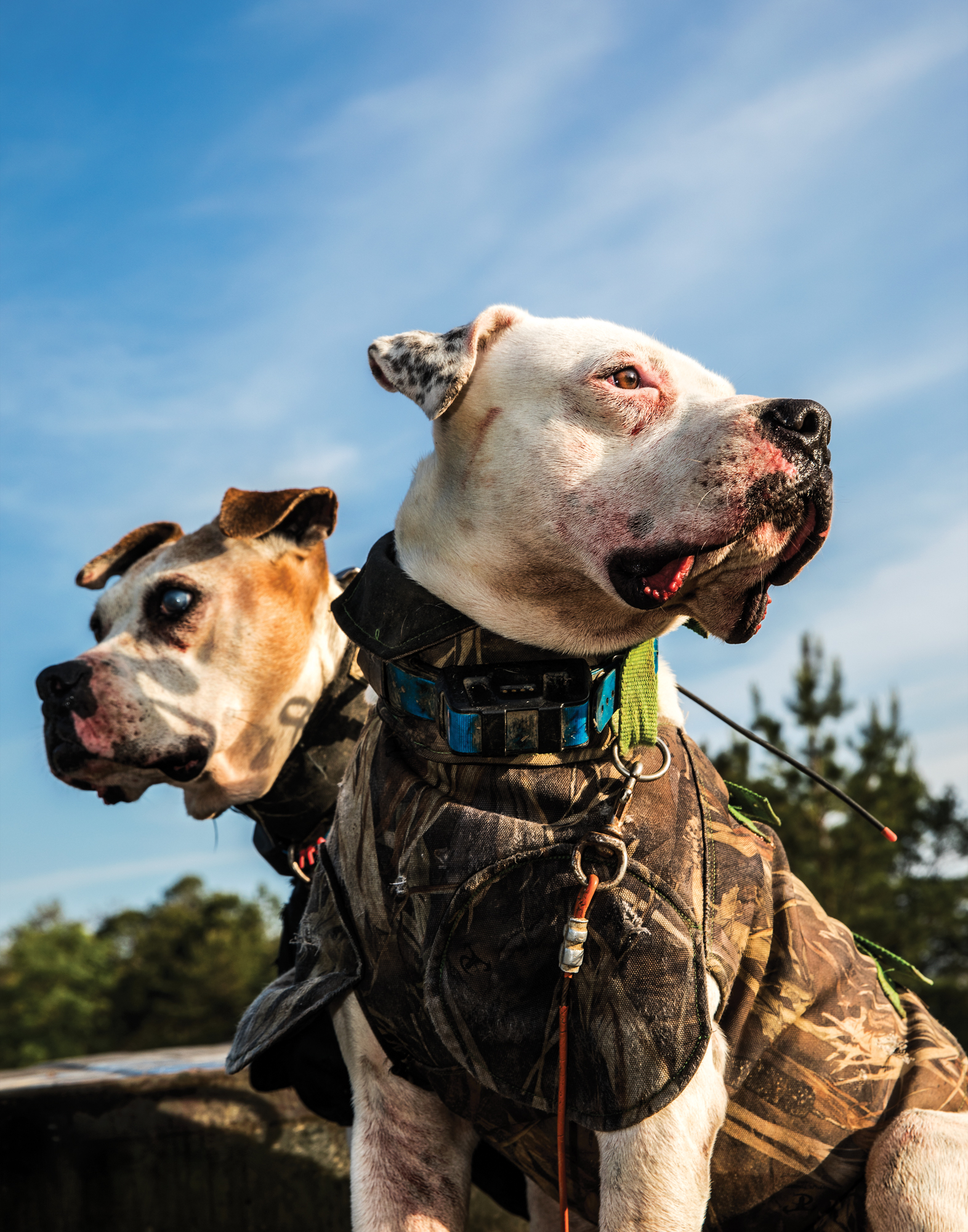 A pair of hog dogs sit beside each other in protective shirts and collars.
