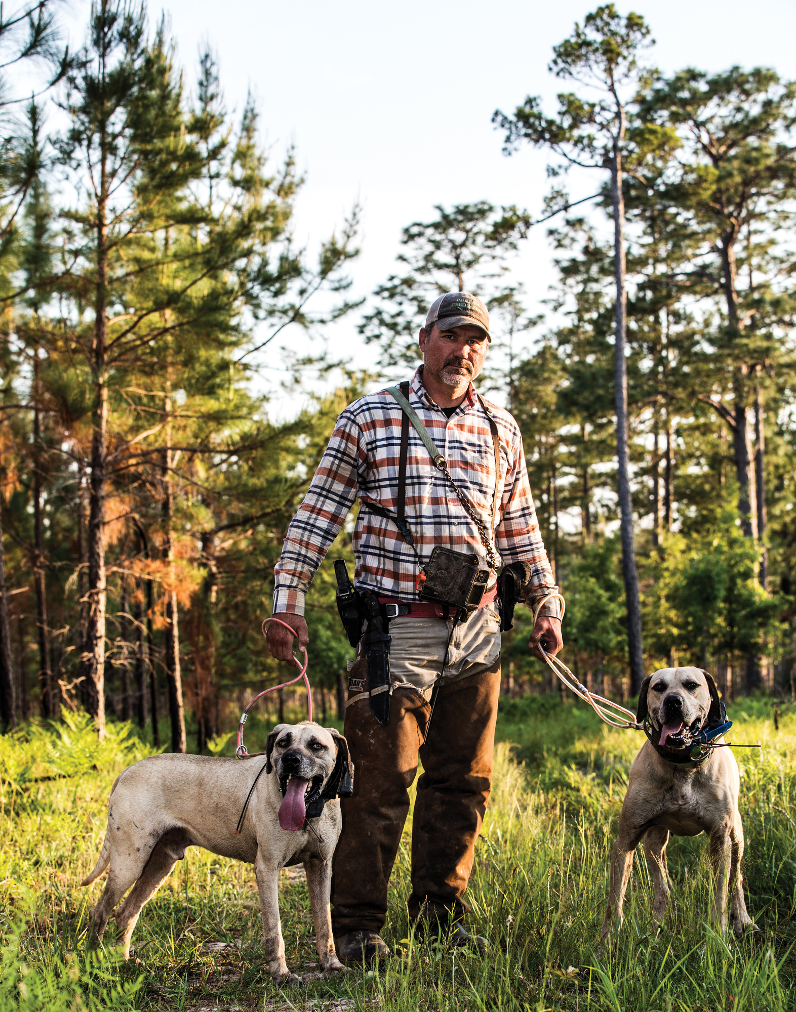 A portrait of a hunter with his dogs on leashes.
