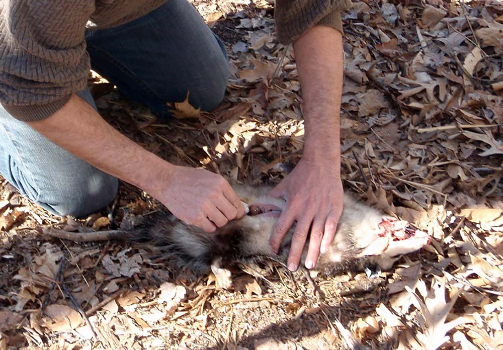 man field dressing a possum