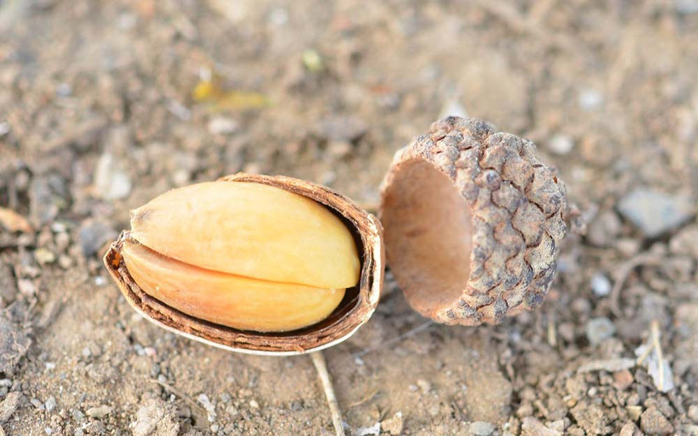 open acorn on the ground