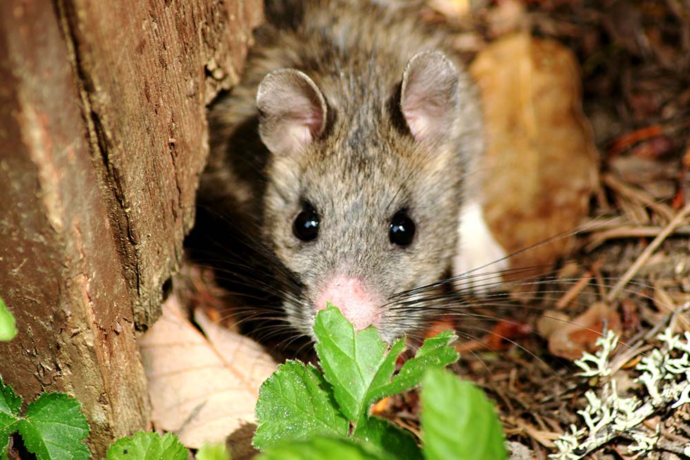 bushy tailed wood rat behind leaves