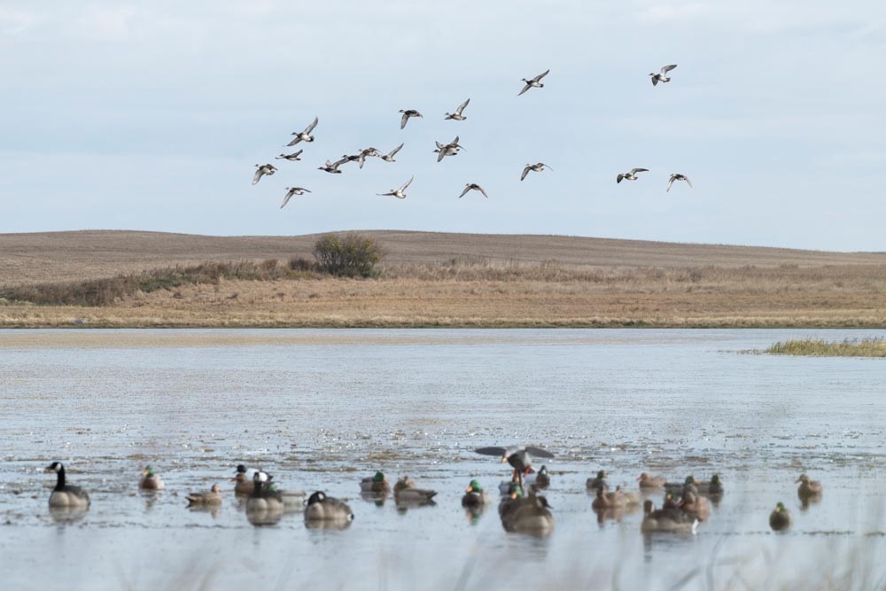 migrating duck and geese over a pond