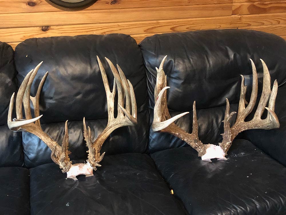 two giant deer antler racks sitting on a couch