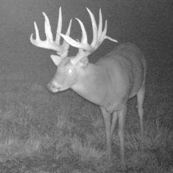 giant buck caught on trail cam at night