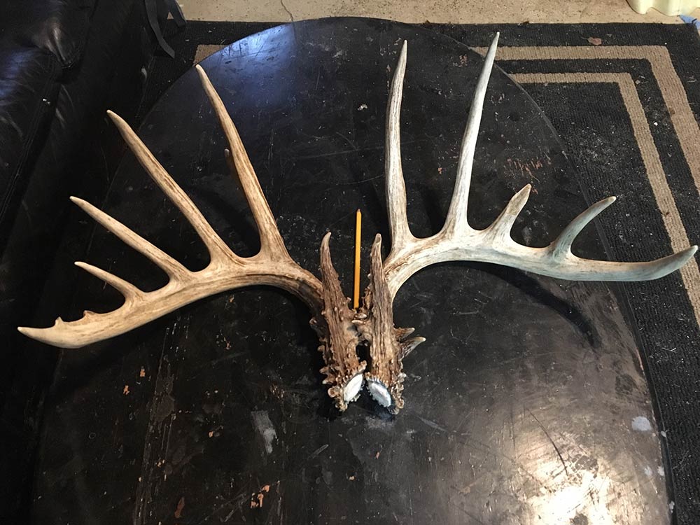 two giant shed buck antlers