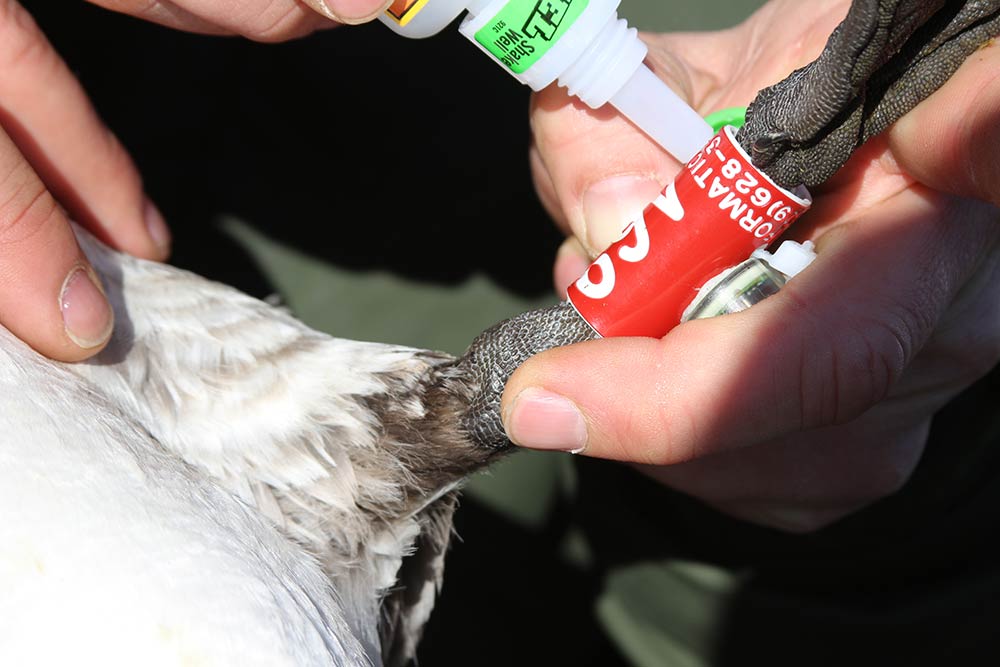 atlantic brant being fitting with tarsus band and geolocator