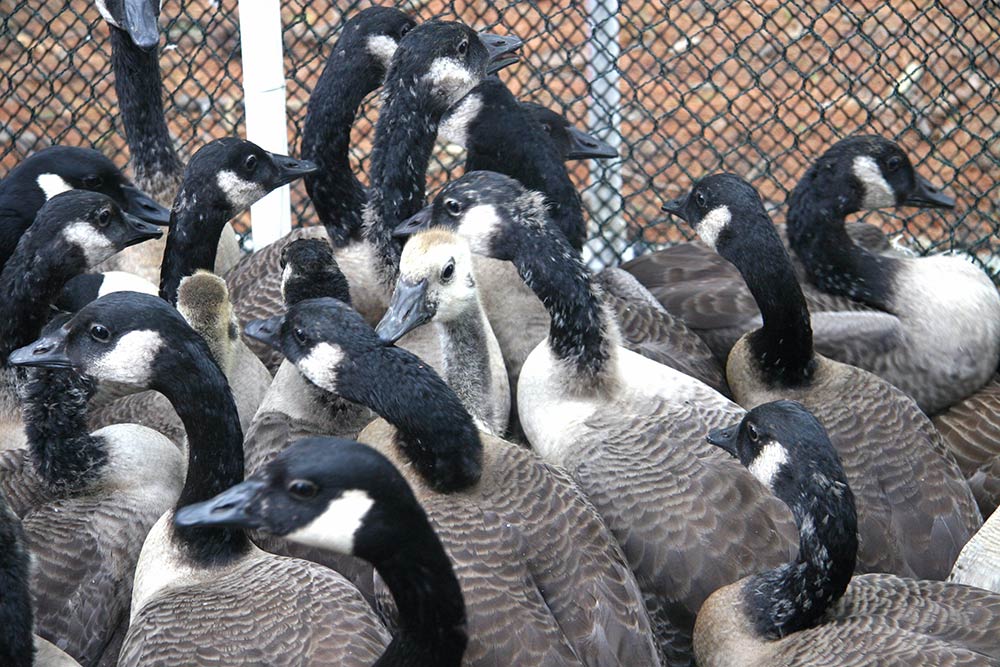 canadian geese in a cage