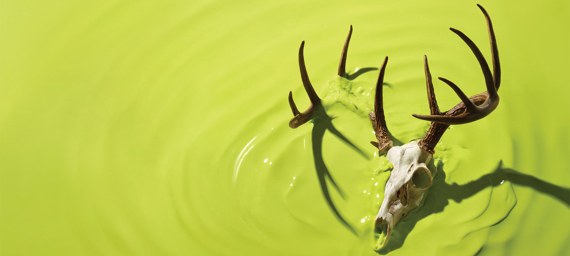 deer skull and antlers in green liquid