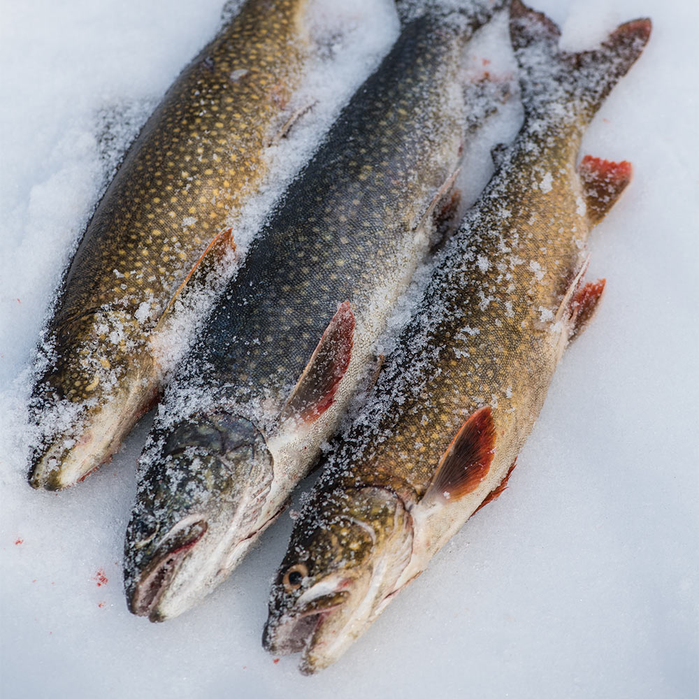 three lake trout on ice