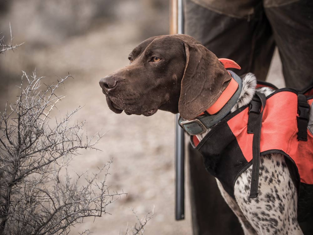 Rocky, a hard-headed German shorthaired pointer, looks on during an Idaho grouse hunt.