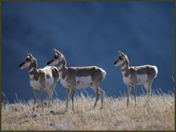 Going Public: More Pronghorns Than People