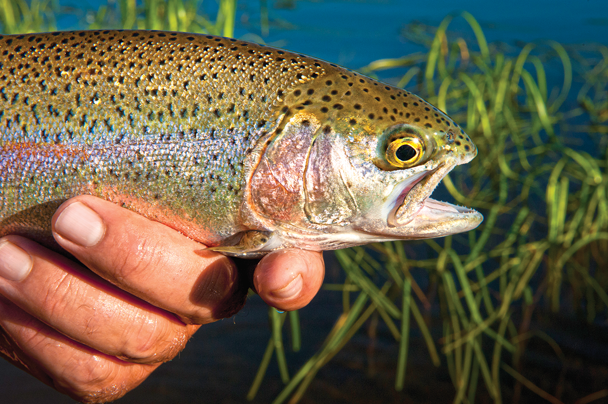 7 Reasons Why Fly Anglers Should Actually Love Hatchery Trout