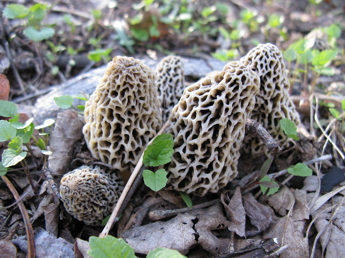 12 Tips for Finding More Morel Mushrooms This Spring
