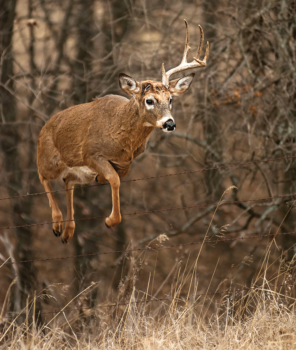 Why Do Bucks Lose Their Antlers? The Science Behind Sheds