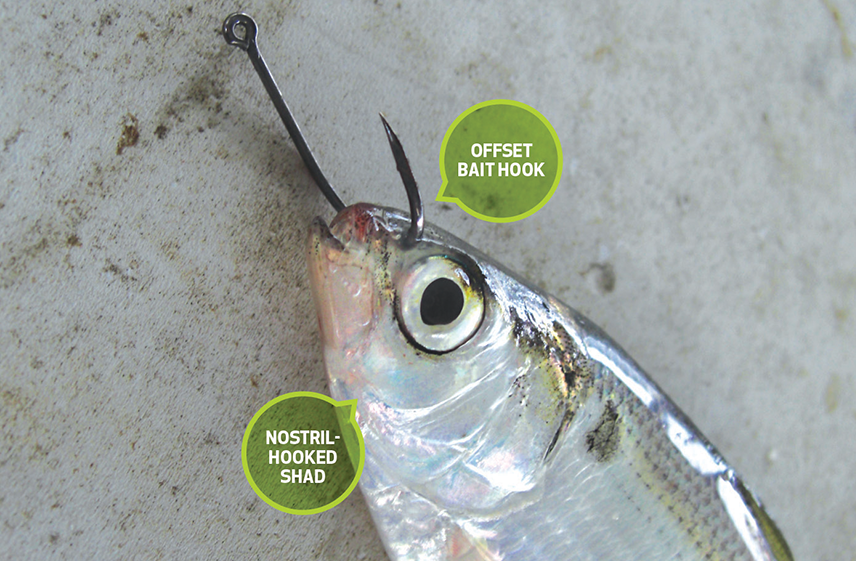 A shad properly hooked for live bait.