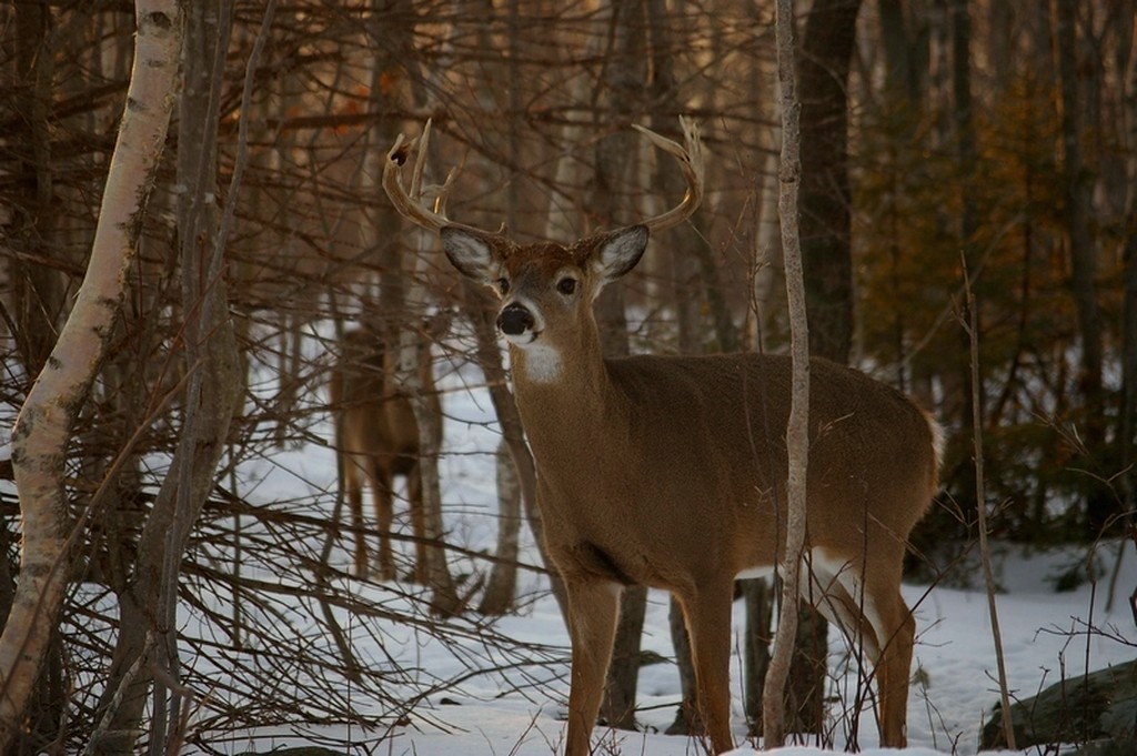 Mild Winter, Large Deer Population Prompts Increased Hunting Permits in 3 Northeastern States