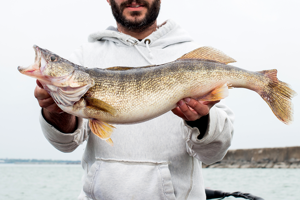 A New Study Provides Clues to Finding Your Next Walleye Fishing Hotspot