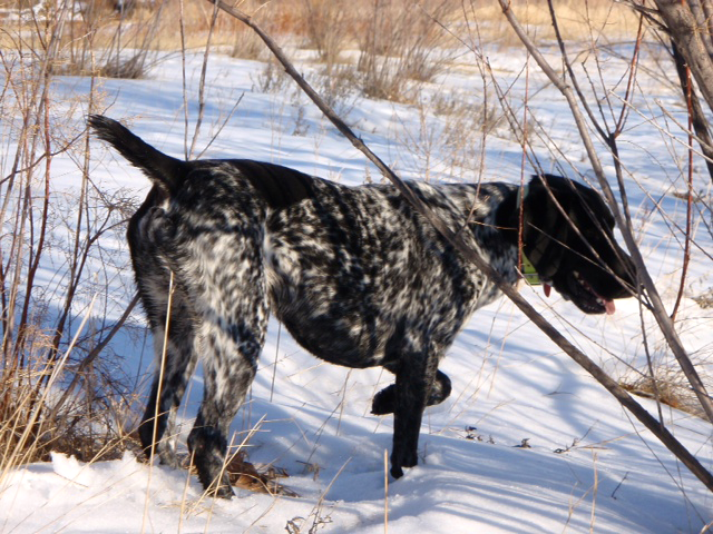 Top Dogs: Duke, the German Shorthaired Pointer