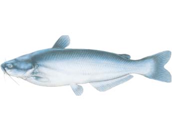 Fish ID: Blue Catfish