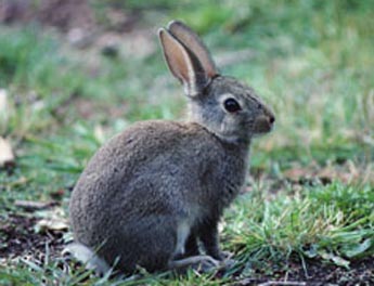 Crock Barbecued Cottontail