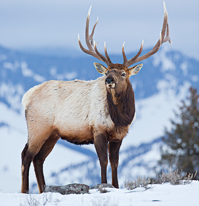 Public and Private Land Wapiti: Proven Strategies for Three Modern Elk Hunts