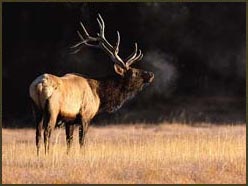Elk on Hold