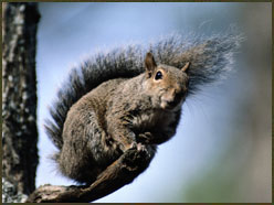 Squirrel Hunting Destination:  Talladega, AL