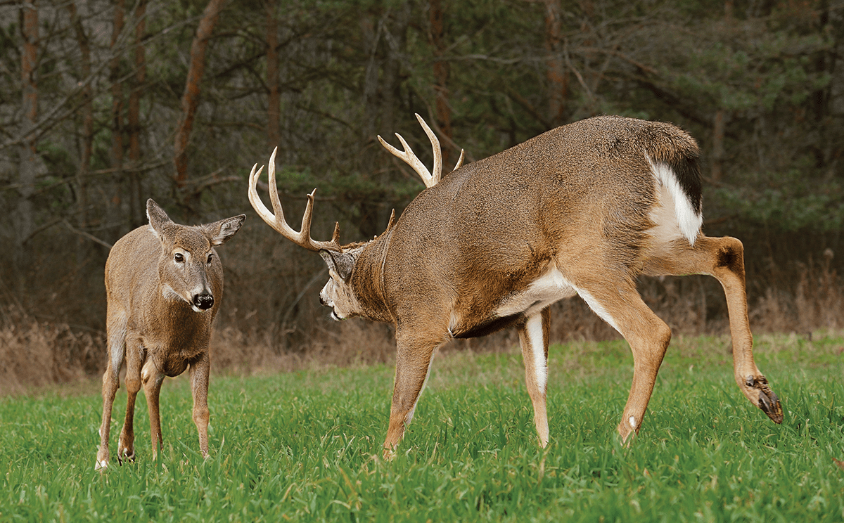 The Rut Revisited: How to Hunt the Right Place at the Right Time