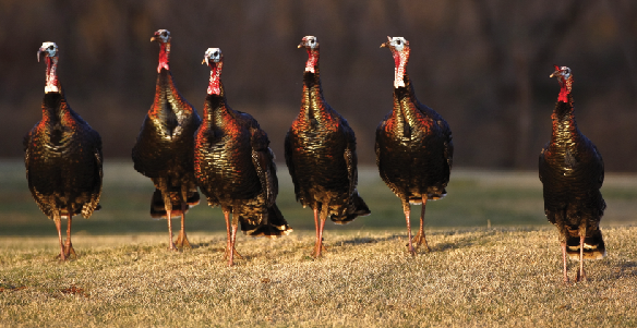 A "yearling gobbler flock" 
is a bachelor group of up to a half-dozen super jakes.