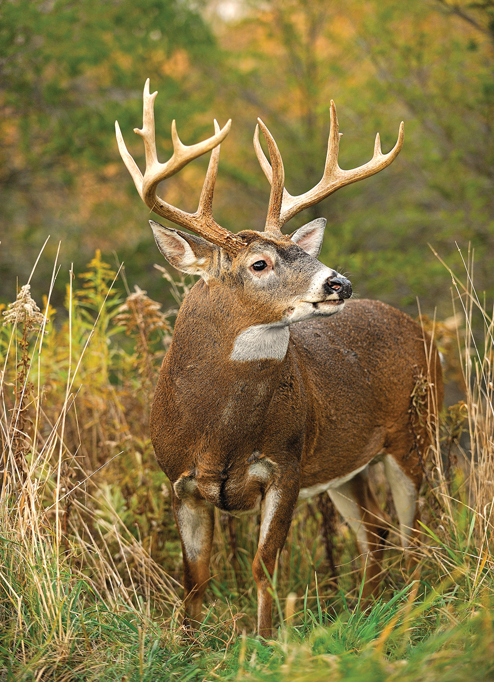 5 Ways Bowhunters Can Stop a Buck in His Tracks
