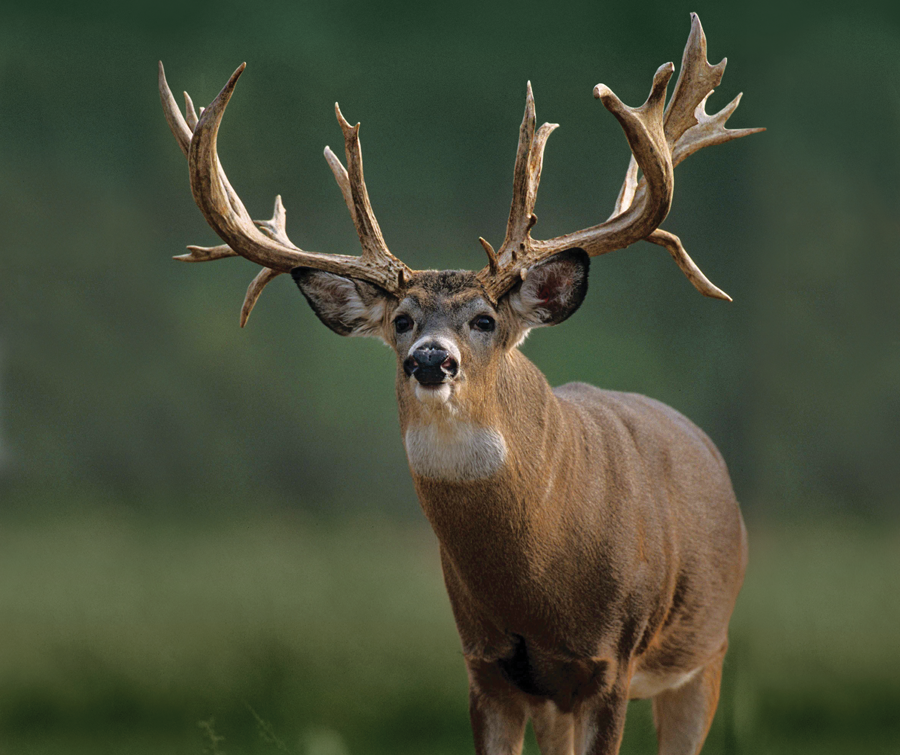 <em>Buckzillas like this deer might show up all the time in magazines and on TV, but only seven 200-inchers were entered into B&C records for the 2014 season.</em>