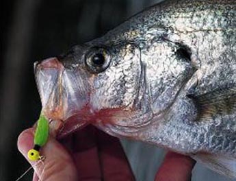 The Summertime Crappie Mystery