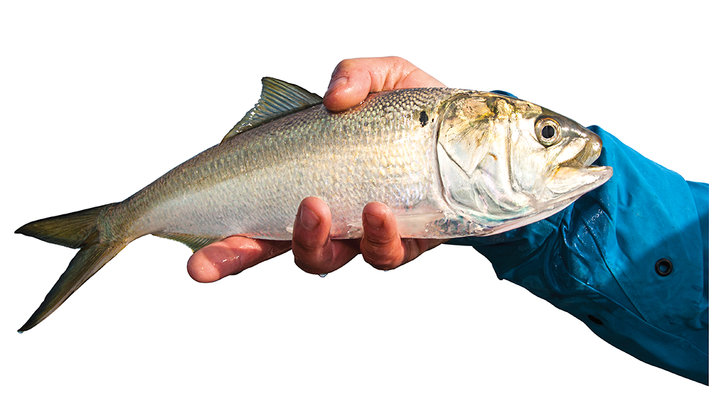 10 Things You (Probably) Didn't Know About Menhaden | Outdoor Life
