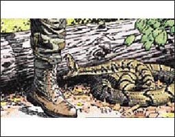 Rattlesnake Takedown