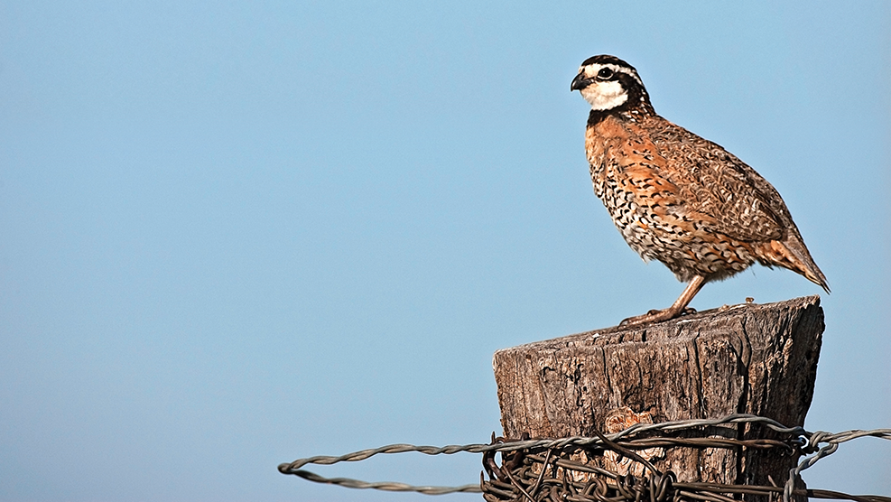quail hunting, bobwhite quail, scaled quail, mearns quail, california quail, mountain quail, gambel's quail