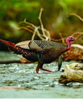Turkey Hunting Tips: How to Hunt Smart in the Post-Restoration Era