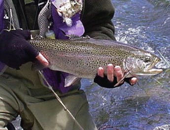 How to Catch More Trout