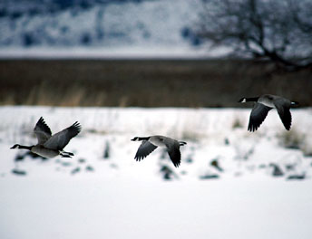 Aleutian Cackling Goose Population on the Rise
