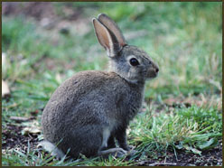 Rabbit Hunting photo