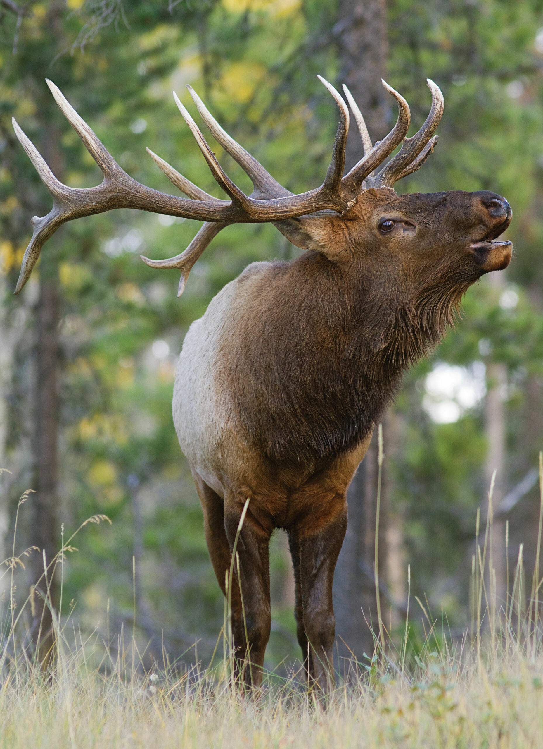 11 Mistakes Elk Hunters Make, and How to Avoid Them